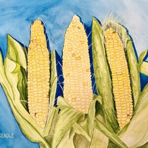 A watercolor and gouache painting of partially shucked ears of corn.