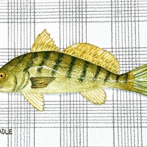 A watercolor and gouache painting of an Atlantic Croaker striped green fish.