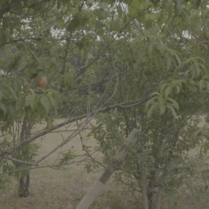 A screenshot from a documentary of a grove of trees